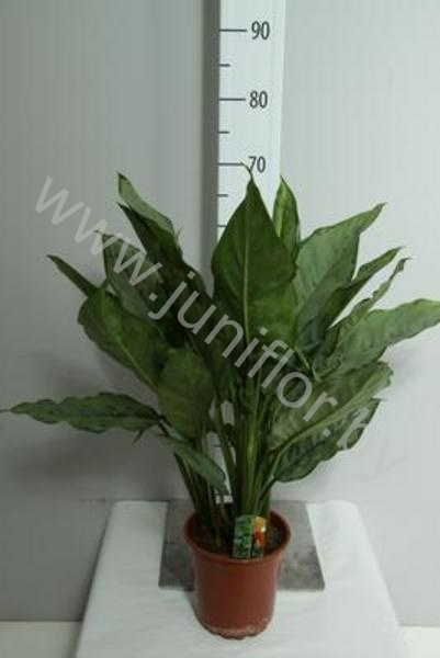 Аглаонема Aglaonema B.J. Freedman