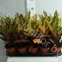 Кодиеум Codiaeum Nervia Кодиеум Codiaeum Nervia