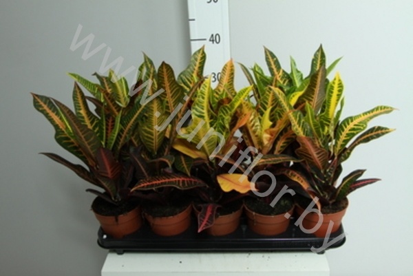 Кодиеум Codiaeum Nervia