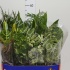 Микс Plant Mix,codiaeum,areceae,dra Микс Plant Mix,codiaeum,areceae,dra