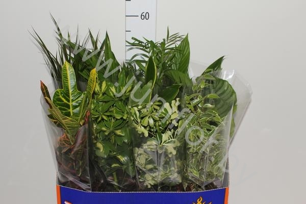 Микс Plant Mix,codiaeum,areceae,dra