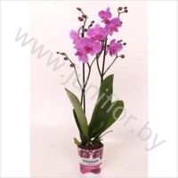 Фаленопсис Phal Pasadena 2 tak 18+