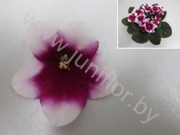 Сенполия Flame