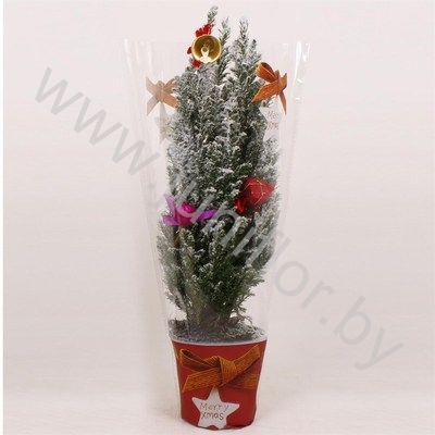 Кипарис Cham.Sn.Kersthoes Decoraties SNOW