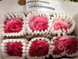 Пионовидная роза Mayra Fantasy