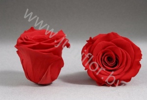 Стабилизированная роза Rose pr RED02