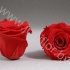 Стабилизированная роза Rose pr RED02 Стабилизированная роза Rose pr RED02