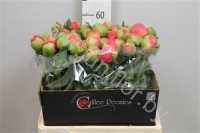 Пион Paeonia Coral Sunset