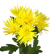 Хризантема Anastasia sunny