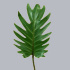 Philodendron_Xanadu.jpg Philodendron Xanadu