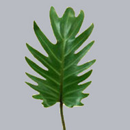 Philodendron Xanadu