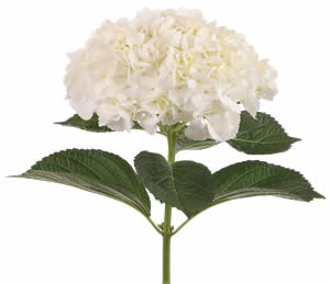 Hydrangea White