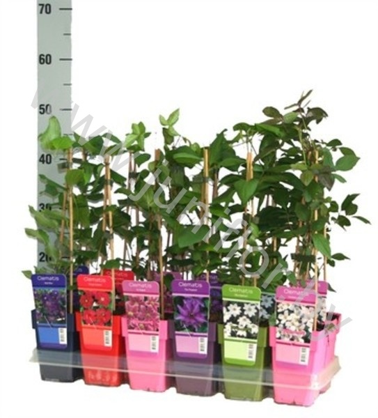 Клематис Mix