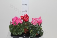 Цикламен Cyclamen Super Serie XL