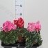 Цикламен Cyclamen Super Serie XL Цикламен Cyclamen Super Serie XL