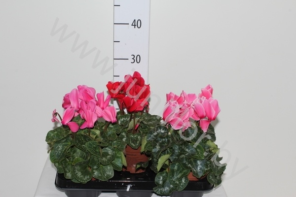 Цикламен Cyclamen Super Serie XL Цикламен Cyclamen Super Serie XL