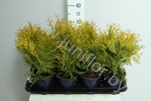 Туя Thuja Golden Globe