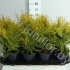 Туя Thuja Golden Globe