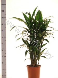 Драцена Dracaena Janet Craig Vertakt
