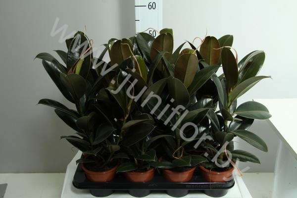 Фикус Ficus Melany