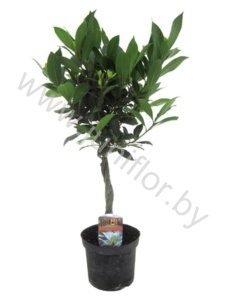 Лавр Laurus Bol Gevlochten Stam