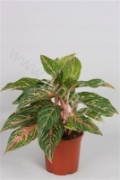 Аглаонема Aglaonema Butterfly