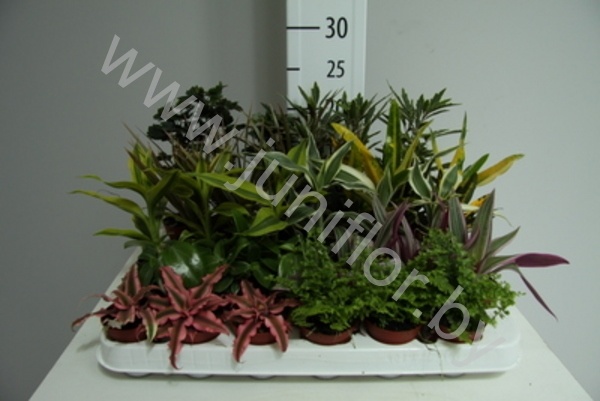 Микс Plant Mix,codiaeum,areceae,dra