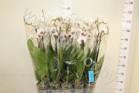 Фаленопсис Phal Passion New 2 tak
