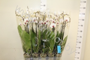 Фаленопсис Phal Passion New 2 tak