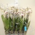 Фаленопсис Phal Passion New 2 tak Фаленопсис Phal Passion New 2 tak