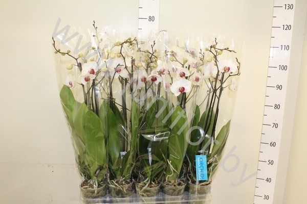 Фаленопсис Phal Passion New 2 tak
