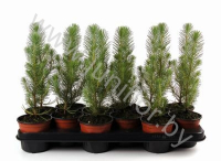 Сосна Pinus Silvercrest Green