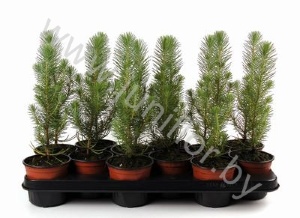 Сосна Pinus Silvercrest Green