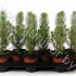 Сосна Pinus Silvercrest Green Сосна Pinus Silvercrest Green