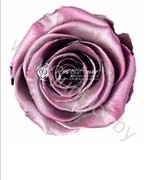 Стабилизированная роза Rose pr Silver Pink