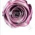 Стабилизированная роза Rose pr Silver Pink Стабилизированная роза Rose pr Silver Pink