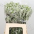 Анигозантус Anigoz Bush Diamond