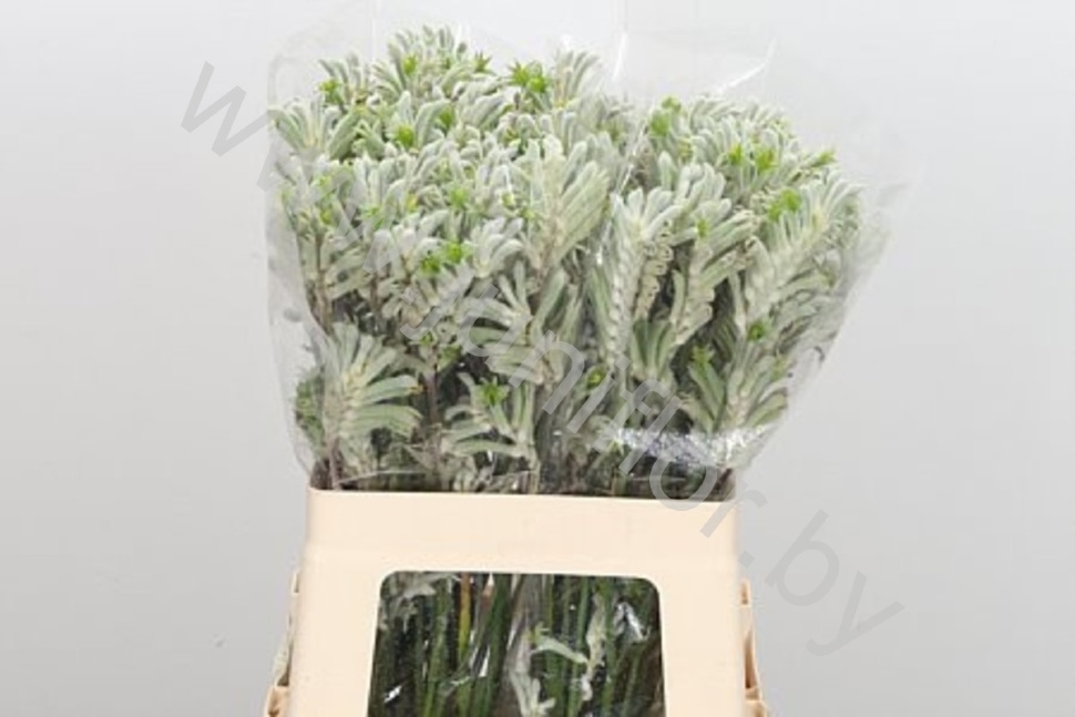 Анигозантус Anigoz Bush Diamond