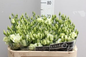 Эустома Lisi du Green