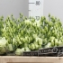 Эустома Lisi du Green Эустома Lisi du Green