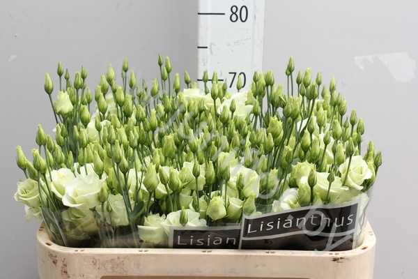 Эустома Lisi du Green