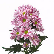 Хризантема Artist pink improved