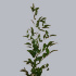 Ruscus_Italia.jpg Ruscus Italia