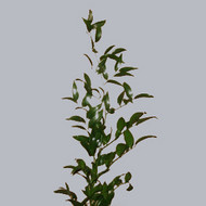 Ruscus Italia
