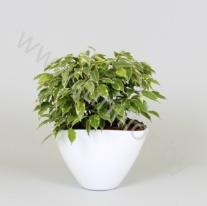 Фикус Envelope Kinky