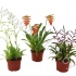Микс Botanic Toef Gemengd
