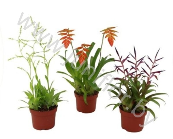 Микс Botanic Toef Gemengd