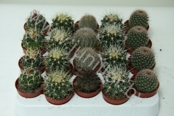 Кактус Bolcactus Cites
