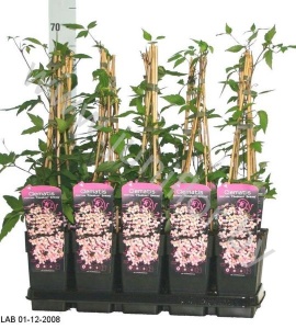 Клематис Mon. Fragrant Spring