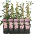 Клематис Mon. Fragrant Spring